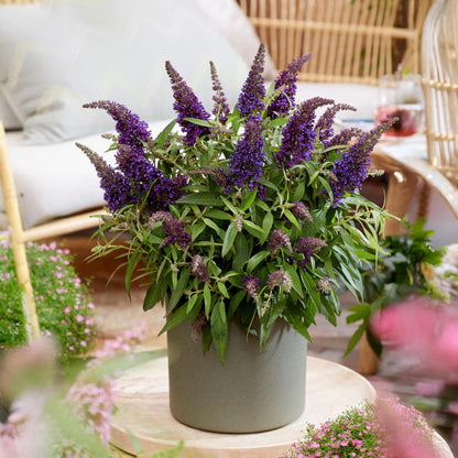 Arbusto De Las Mariposas - 2 Pzs - Buddleja Davidii - Altura 30-40cm - ⌀19cm_4