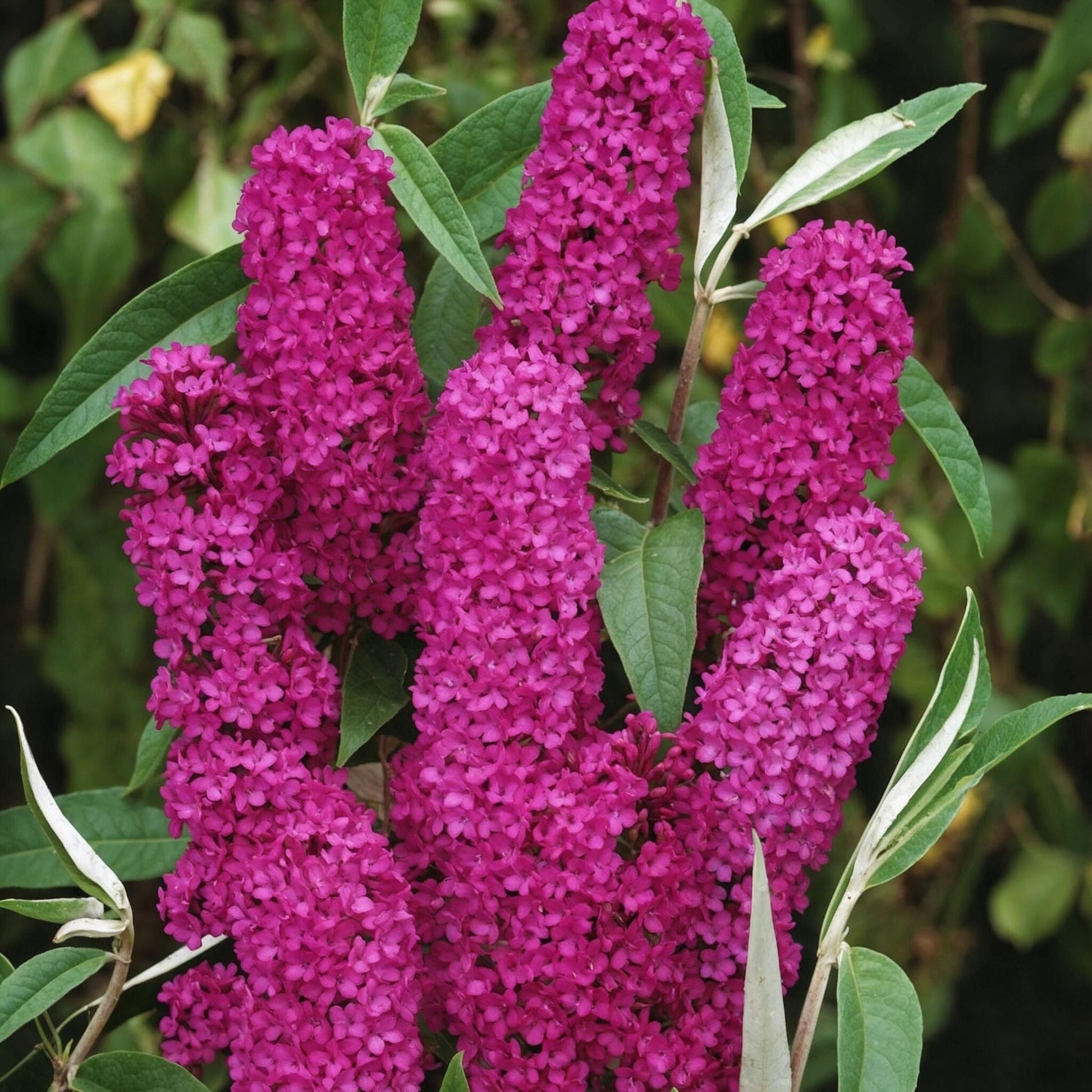 Arbusto De Las Mariposas - 2 Pzs - Buddleja 'red' - Altura 30-40cm - ⌀17cm_1
