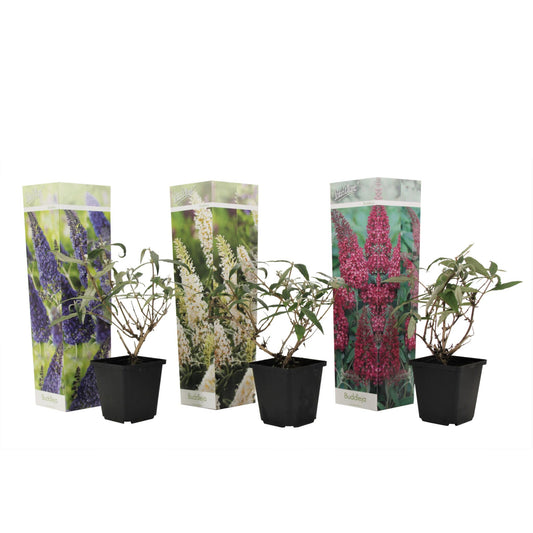 Arbusto De Las Mariposas - 3 Pzs - Buddleja Davidii - Altura 25-40cm - ⌀9cm_0