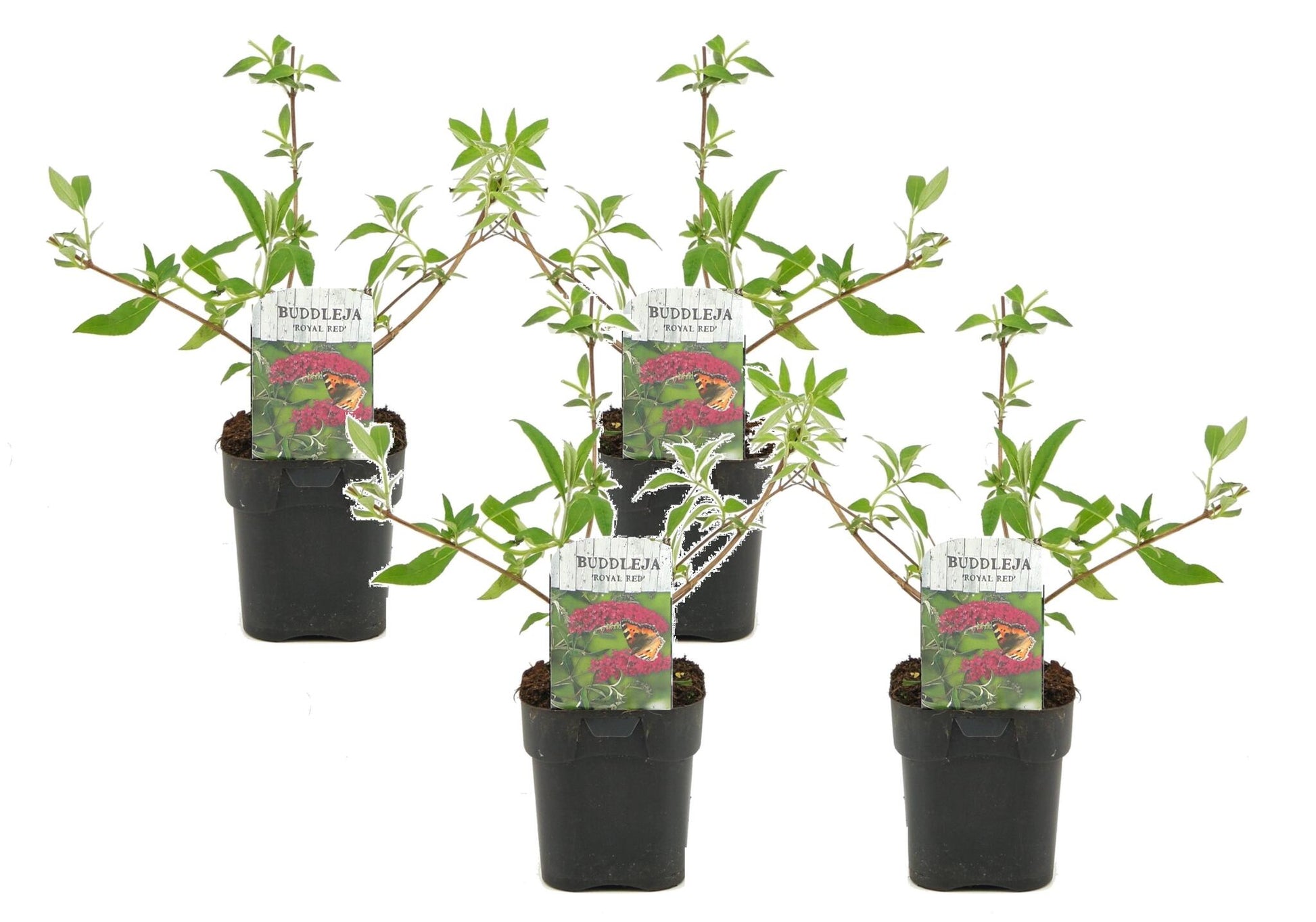 Arbusto De Las Mariposas - 4 Pzs - Buddleja 'red' - Altura 30-40cm - ⌀17cm_0