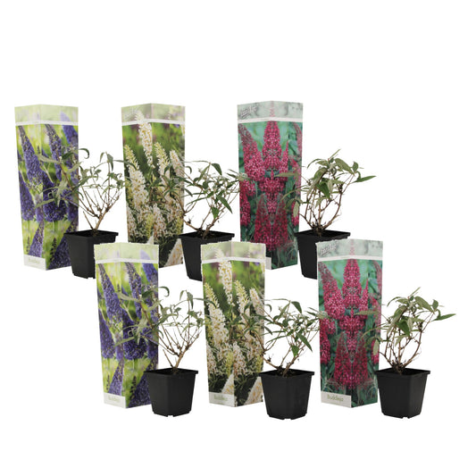 Arbusto De Las Mariposas - 6 Pzs - Buddleja Davidii - Altura 25-40cm - ⌀9cm_0
