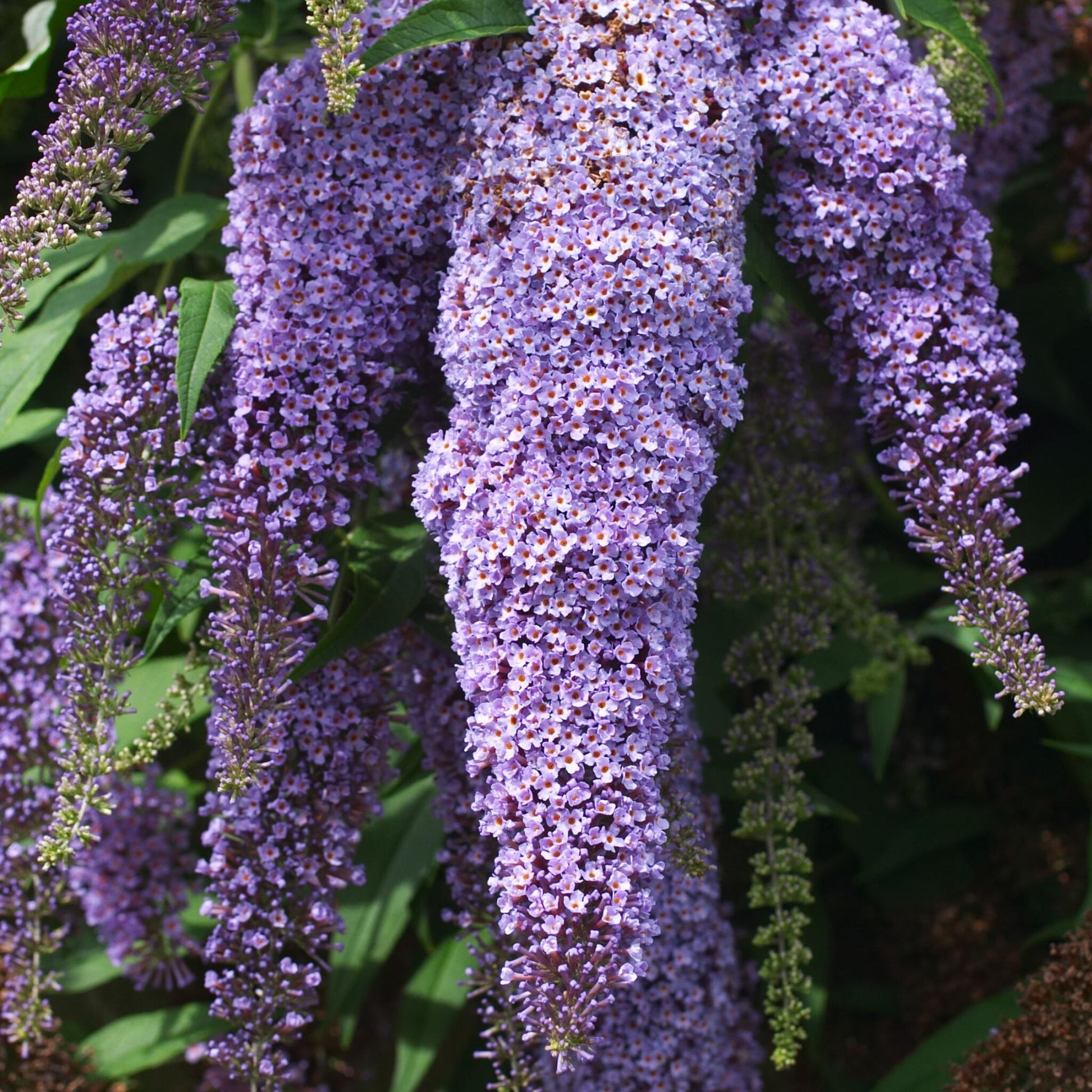 Arbusto De Las Mariposas - 6 Pzs - Buddleja Davidii - Altura 25-40cm - ⌀9cm_3