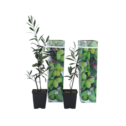 Arbusto De Olivo - 2 Pzs - Olea Europaea - Altura 25-40cm - ⌀9cm_0