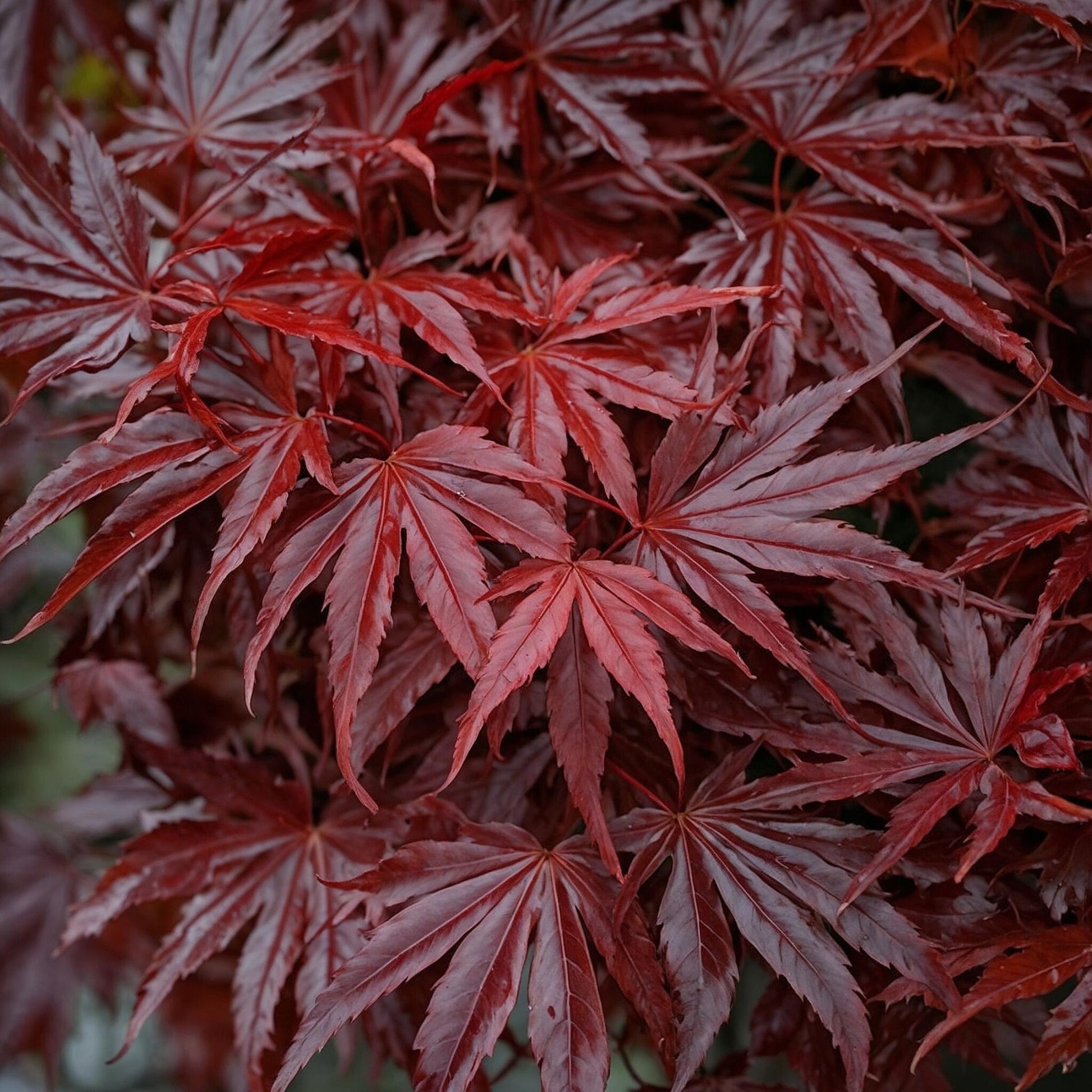 Arce Japonés - 2 Piezas - Acer Palmatum Atropurpureum - Altura 35-55cm - ⌀15cm_3