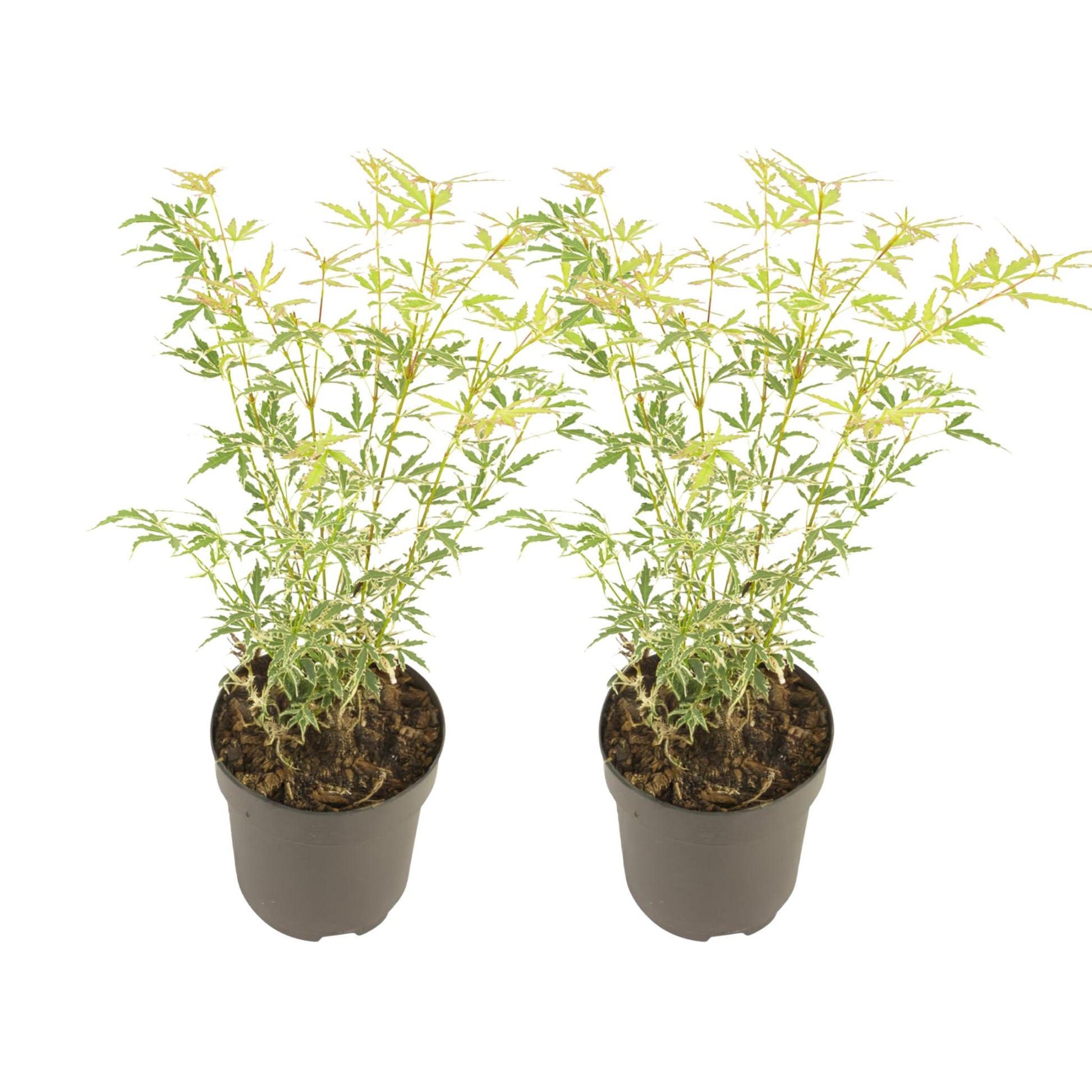 Arce Japonés - 2 Piezas - Acer Palmatum 'butterfly' - Altura 35-55cm - ⌀15cm_0