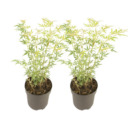 Arce Japonés - 2 Piezas - Acer Palmatum 'butterfly' - Altura 35-55cm - ⌀15cm_0