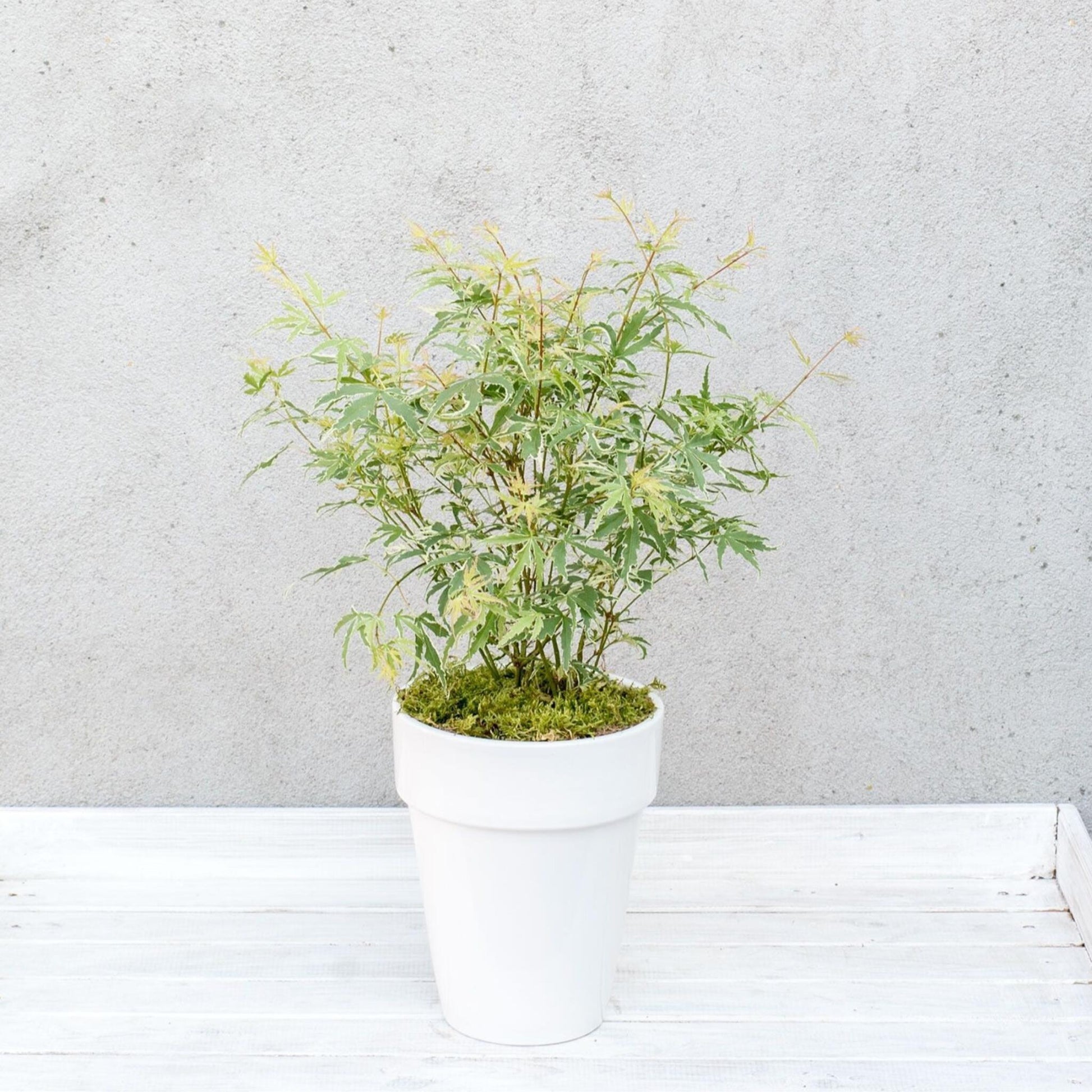 Arce Japonés - 2 Piezas - Acer Palmatum 'butterfly' - Altura 35-55cm - ⌀15cm_4