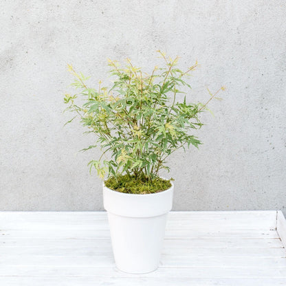 Arce Japonés - 2 Piezas - Acer Palmatum 'butterfly' - Altura 35-55cm - ⌀15cm_4