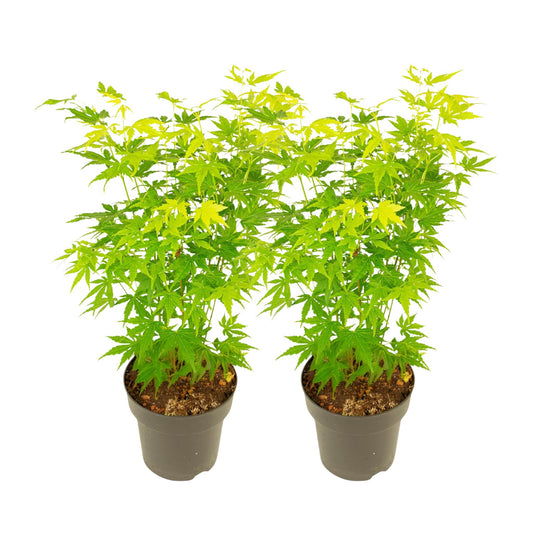 Arce Japonés - 2 Piezas - Acer Palmatum 'going Green' - Altura 35-55cm - ⌀15cm_0