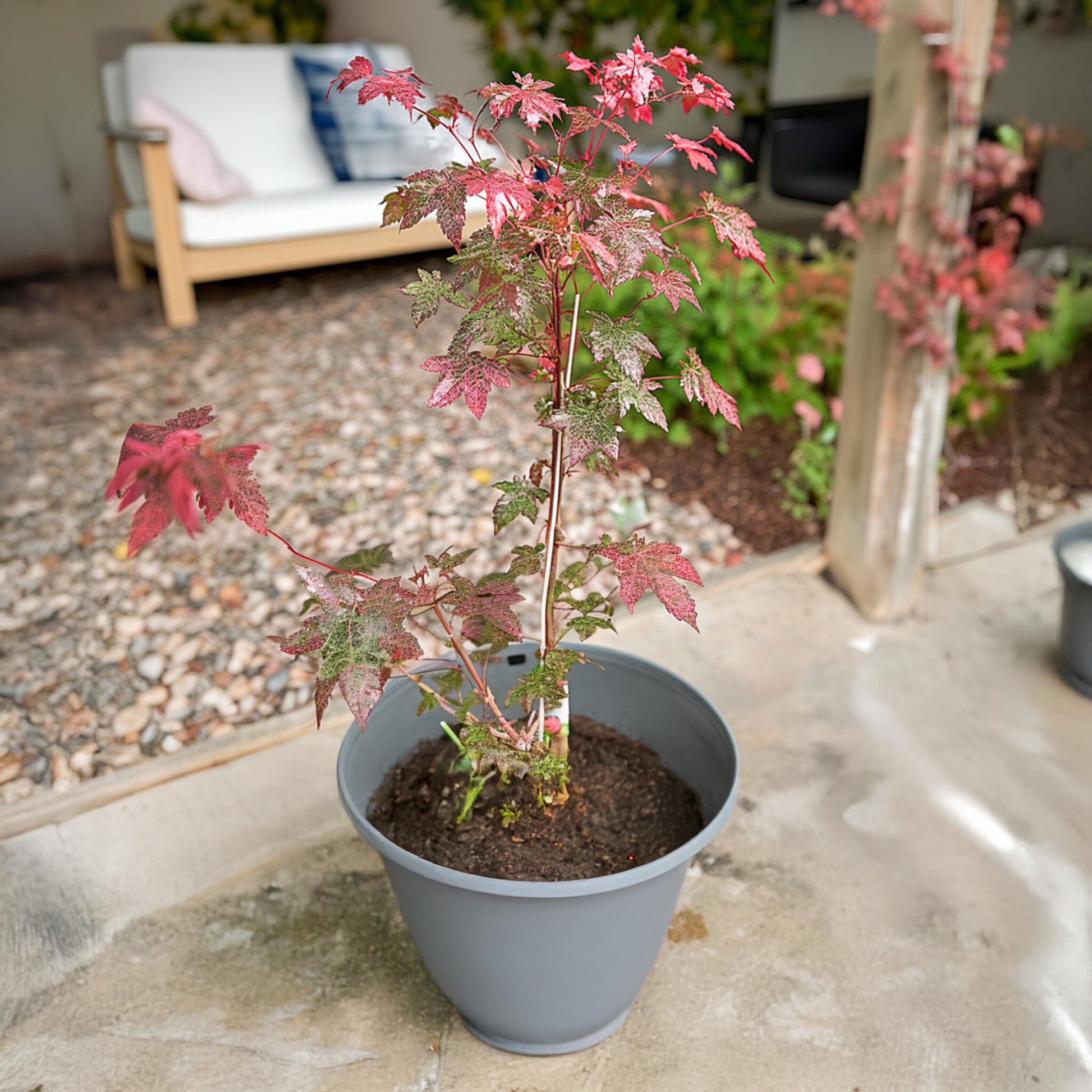 Arce Japonés - 2 Pzs - Acer Conspicuum 'red Flamingo' - Altura 50-60cm - ⌀19cm_1