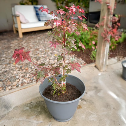 Arce Japonés - 2 Pzs - Acer Conspicuum 'red Flamingo' - Altura 50-60cm - ⌀19cm_1