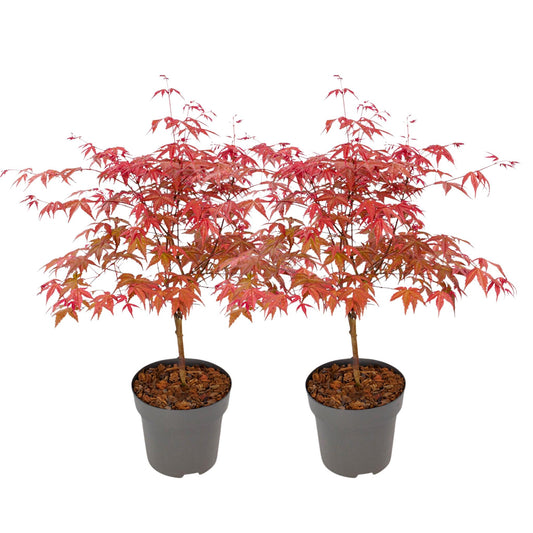 Arce Japonés - 2 Pzs - Acer Palmatum 'beni Maiko' - Altura 60-70cm - ⌀19cm_0
