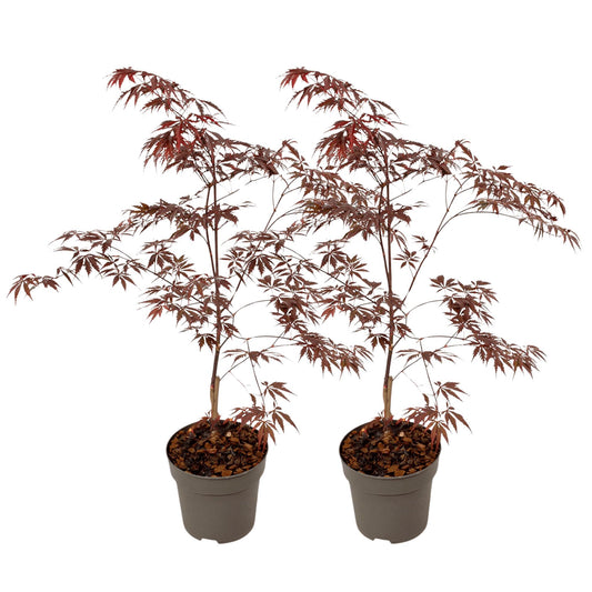 Arce Japonés - 2 Pzs - Acer Palmatum 'black Lace' - Altura 60-70cm - ⌀19cm_0
