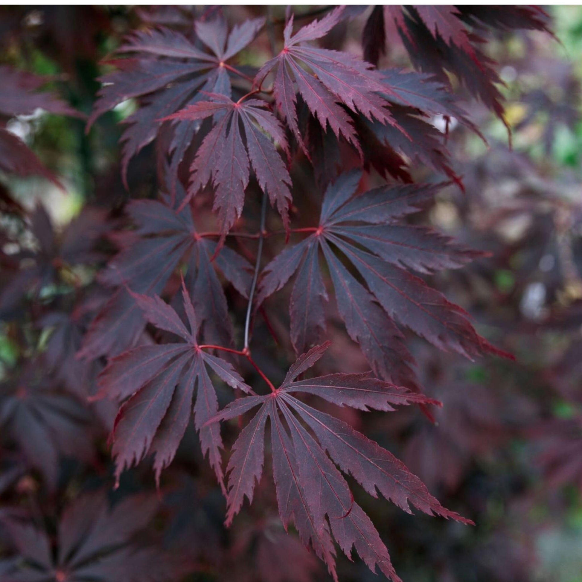 Arce Japonés - 2 Pzs - Acer Palmatum 'black Lace' - Altura 60-70cm - ⌀19cm_3