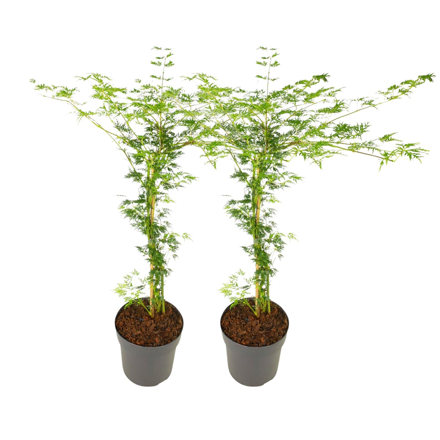Arce Japonés - 2 Pzs - Acer Palmatum 'emerald Lace' - Altura 60-70cm - ⌀19cm_0