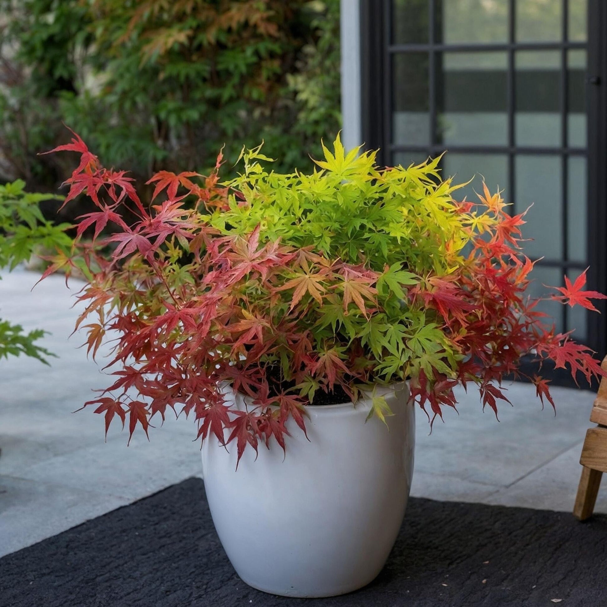 Arce Japonés - 2 Pzs - Acer Palmatum 'festival' - Altura 60-70cm - ⌀19cm_1