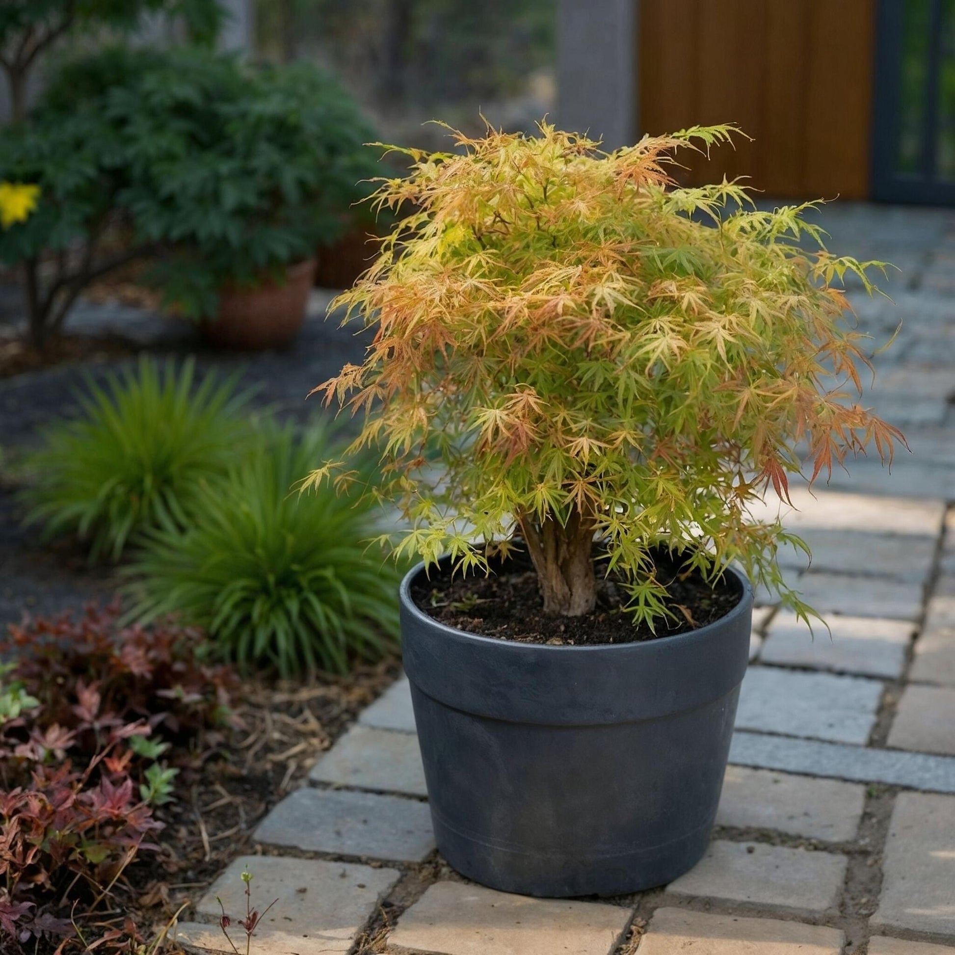 Arce Japonés - 2 Pzs - Acer Palmatum 'katsura' - Altura 60-70cm - ⌀19cm_1