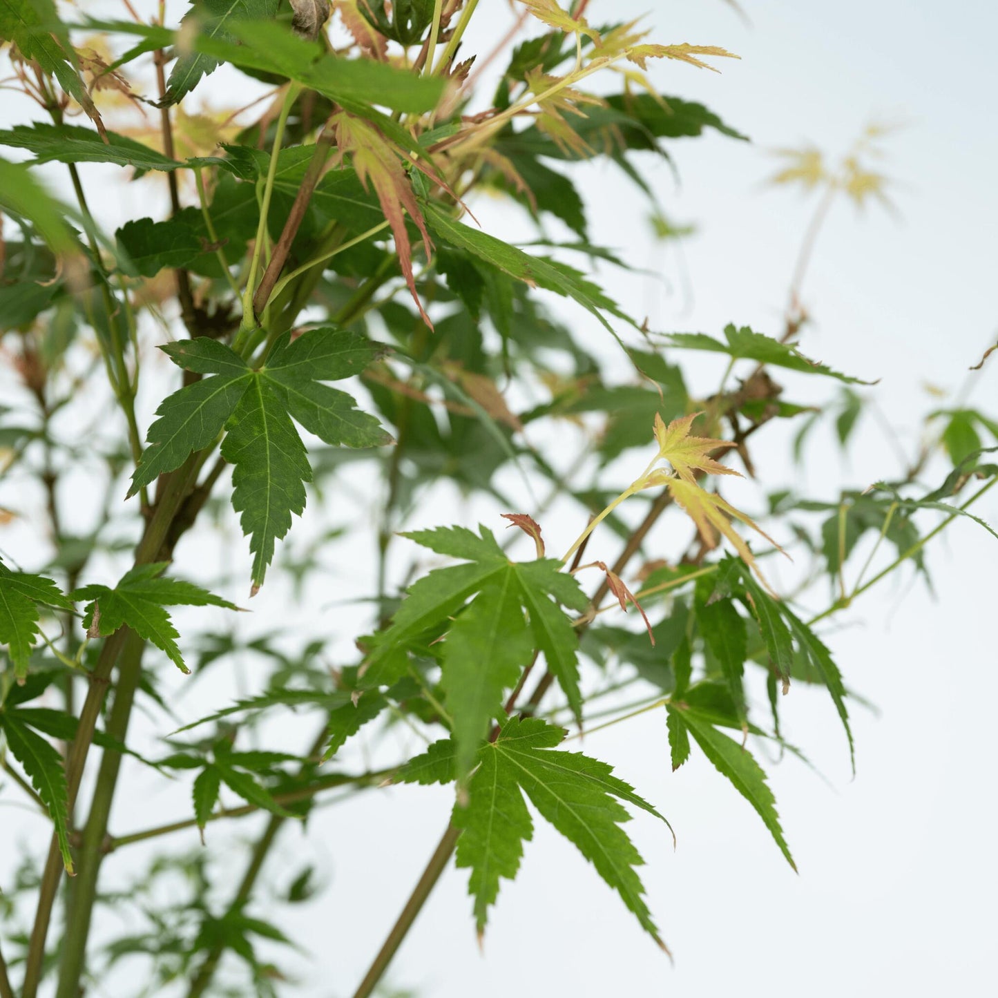 Arce Japonés - 2 Pzs - Acer Palmatum 'katsura' - Altura 60-70cm - ⌀19cm_3