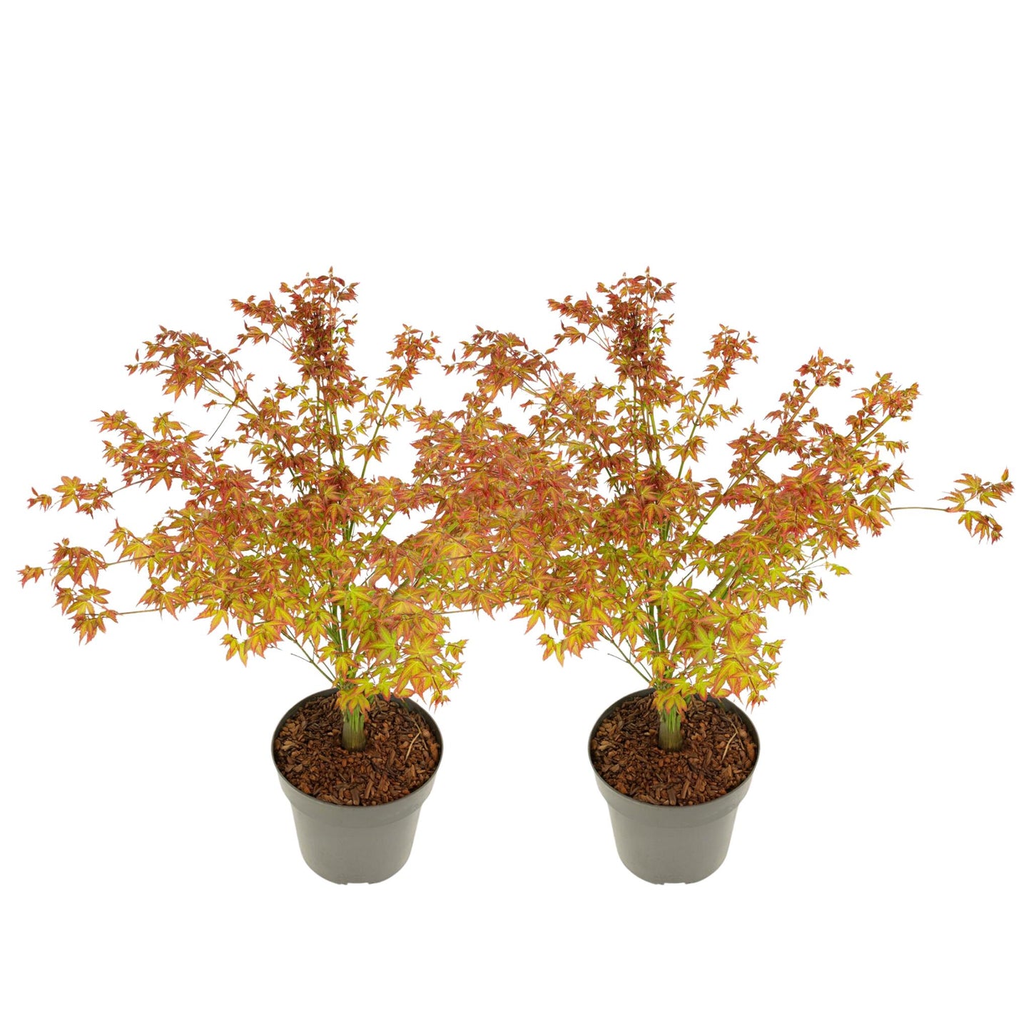 Arce Japonés - 2 Pzs - Acer Palmatum 'little Princess' - Altura 45-55cm - ⌀19cm_0