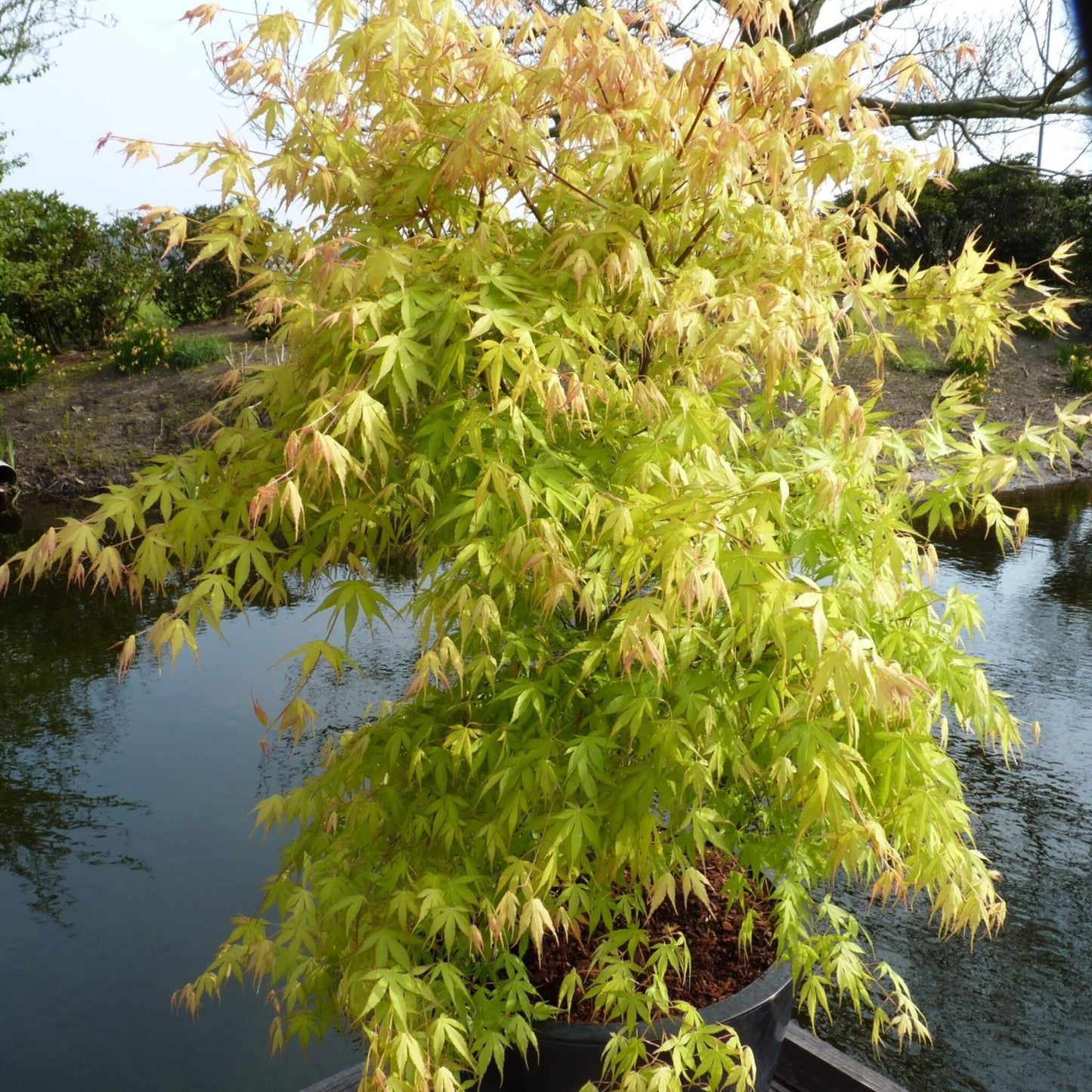 Arce Japonés - 2 Pzs - Acer Palmatum 'orange Dream' - Altura 60-70cm - ⌀19cm_4