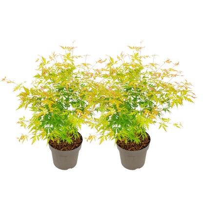 Arce Japonés - 2 Pzs - Acer Palmatum 'orange Lace' - Altura 60-70cm - ⌀19cm_0