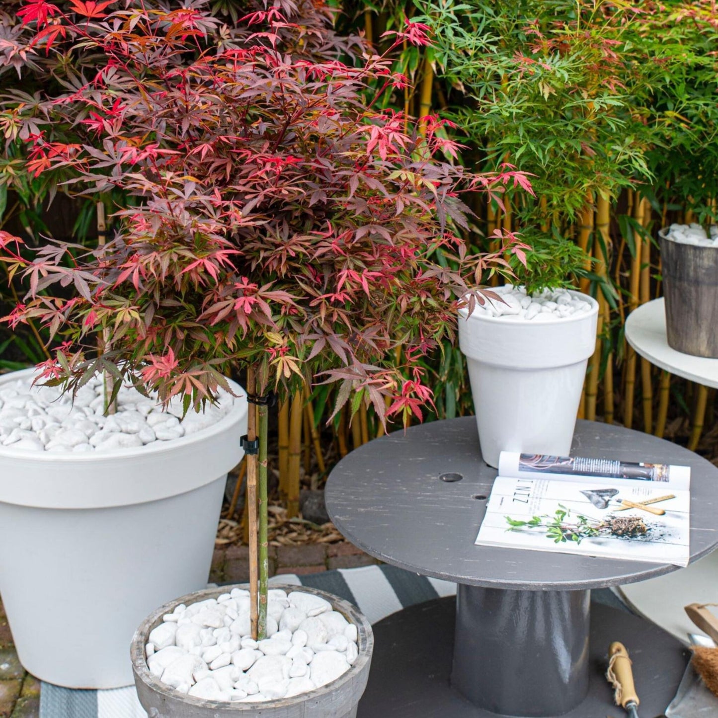 Arce Japonés - 2 Pzs - Acer Palmatum 'shaina' - Altura 80-90cm - ⌀19cm_4