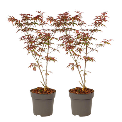 Arce Japonés - 2 Pzs - Acer Palmatum 'starfish' - Altura 60-70cm - ⌀19cm_0