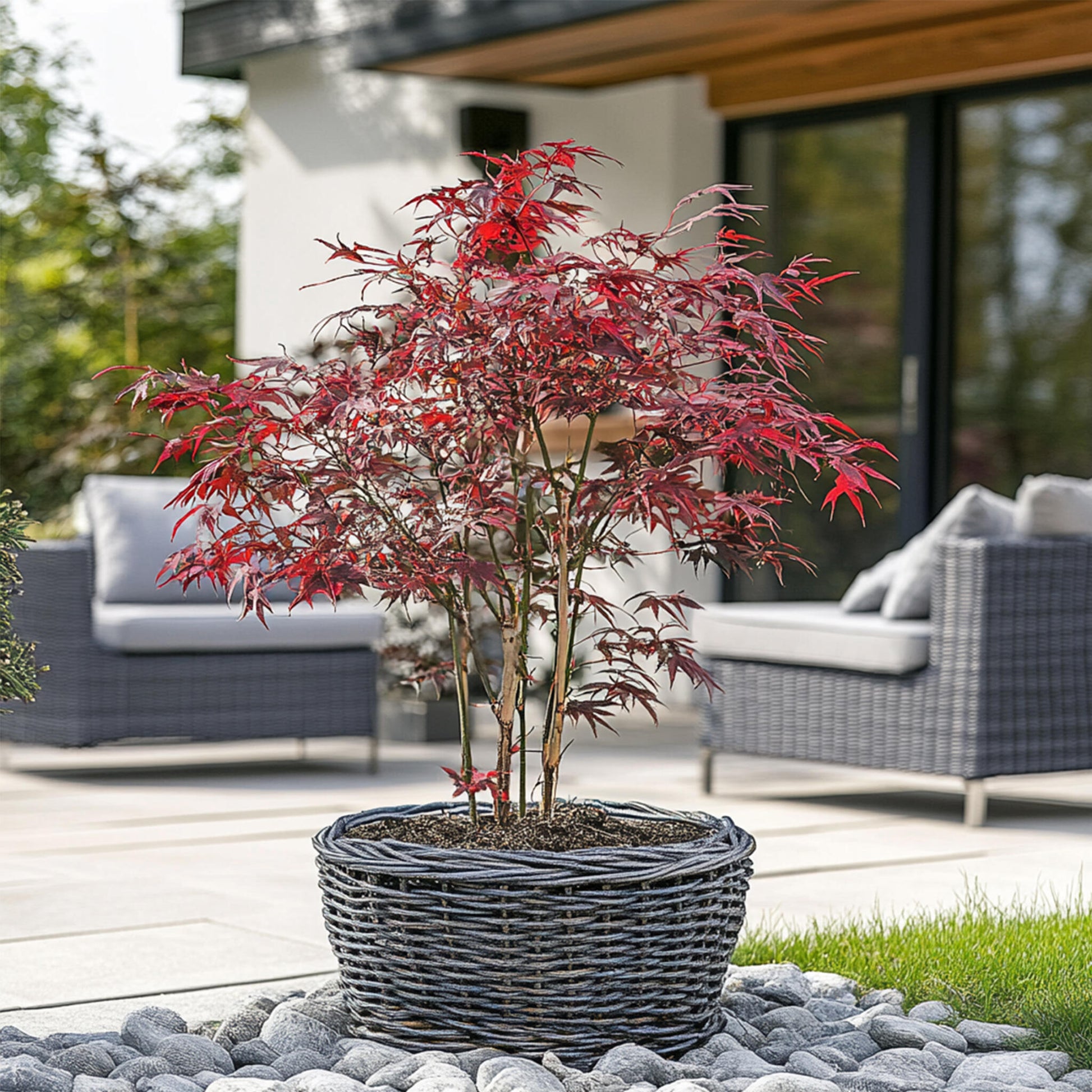Arce Japonés - 2 Pzs - Acer Palmatum 'starfish' - Altura 60-70cm - ⌀19cm_1