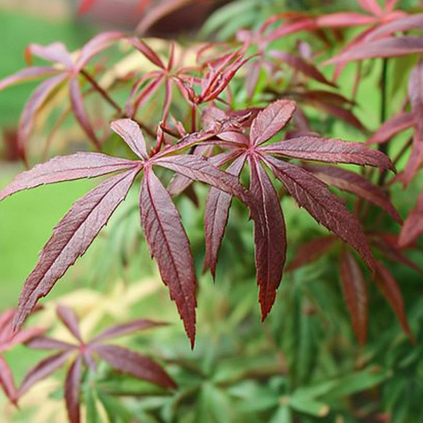 Arce Japonés - 2 Pzs - Acer Palmatum 'starfish' - Altura 60-70cm - ⌀19cm_3