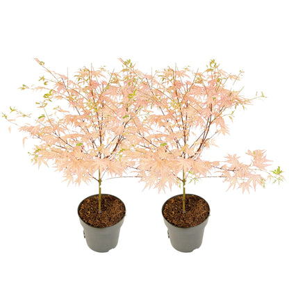 Arce Japonés - 2 Pzs - Acer Palmatum 'taylor' - Altura 35-55cm - ⌀15cm_0