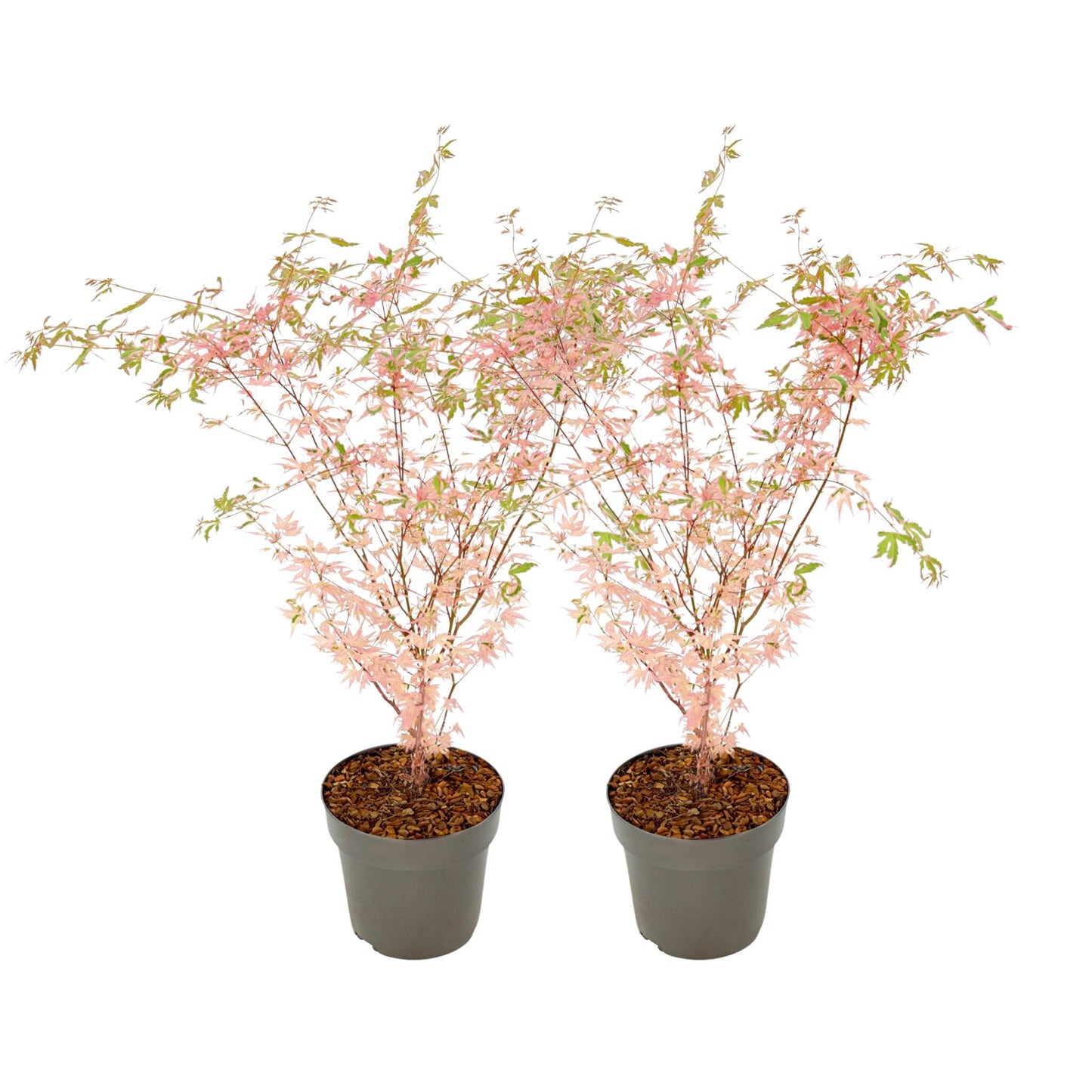 Arce Japonés - 2 Pzs - Acer Palmatum 'taylor' - Altura 50-60cm - ⌀19cm_0
