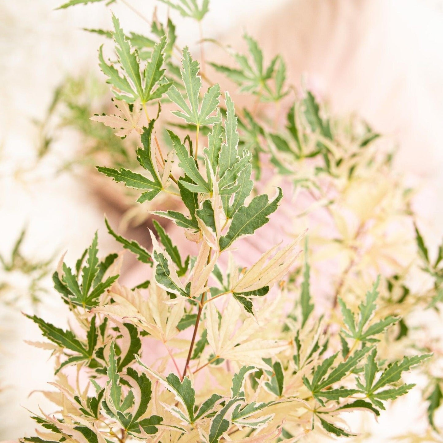 Arce Japonés - 2 Pzs - Acer Palmatum 'taylor' - Altura 50-60cm - ⌀19cm_3