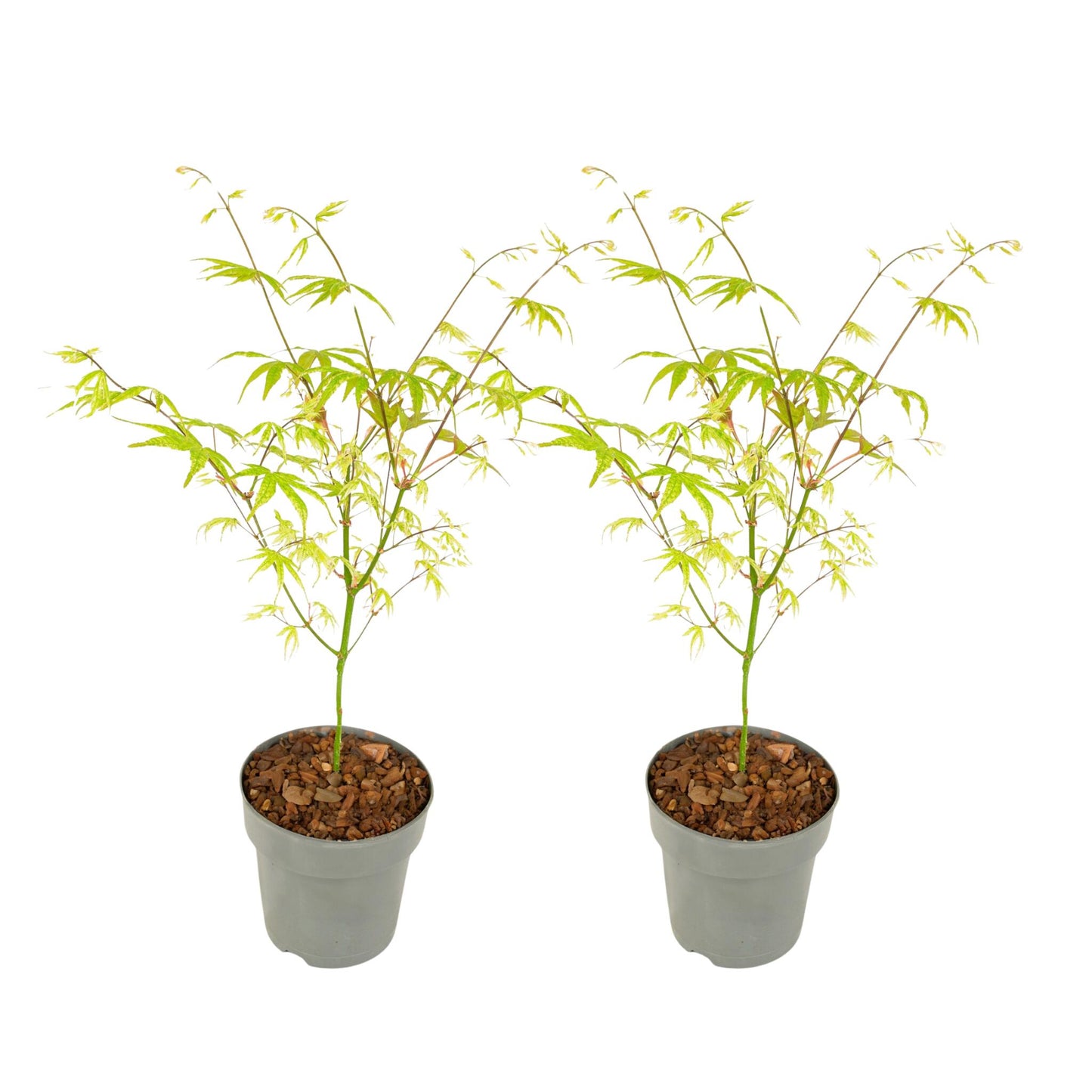 Arce Japonés - 2 Pzs - Acer Palmatum 'ukigumo' - Altura 35-55cm - ⌀15cm_0
