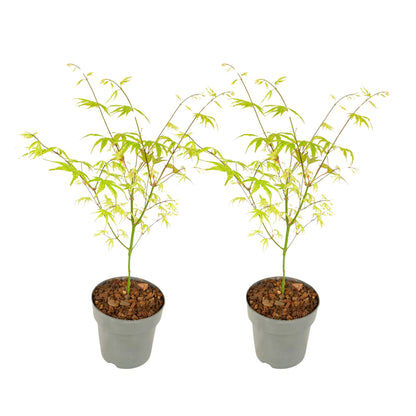 Arce Japonés - 2 Pzs - Acer Palmatum 'ukigumo' - Altura 35-55cm - ⌀15cm_0