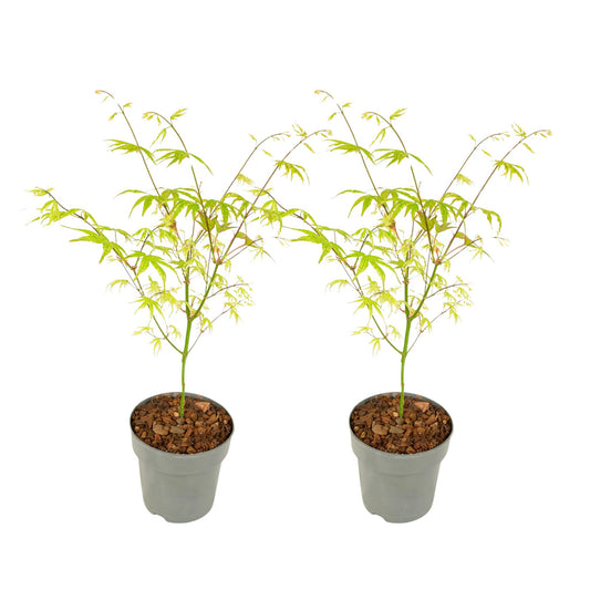 Arce Japonés - 2 Pzs - Acer Palmatum 'ukigumo' - Altura 35-55cm - ⌀15cm_0