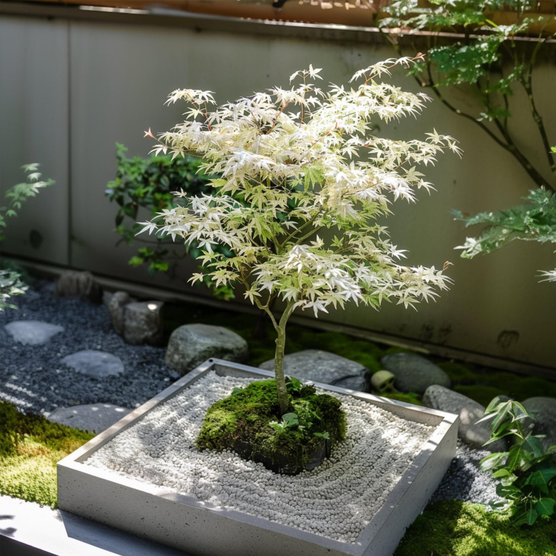 Arce Japonés - 2 Pzs - Acer Palmatum 'ukigumo' - Altura 35-55cm - ⌀15cm_1