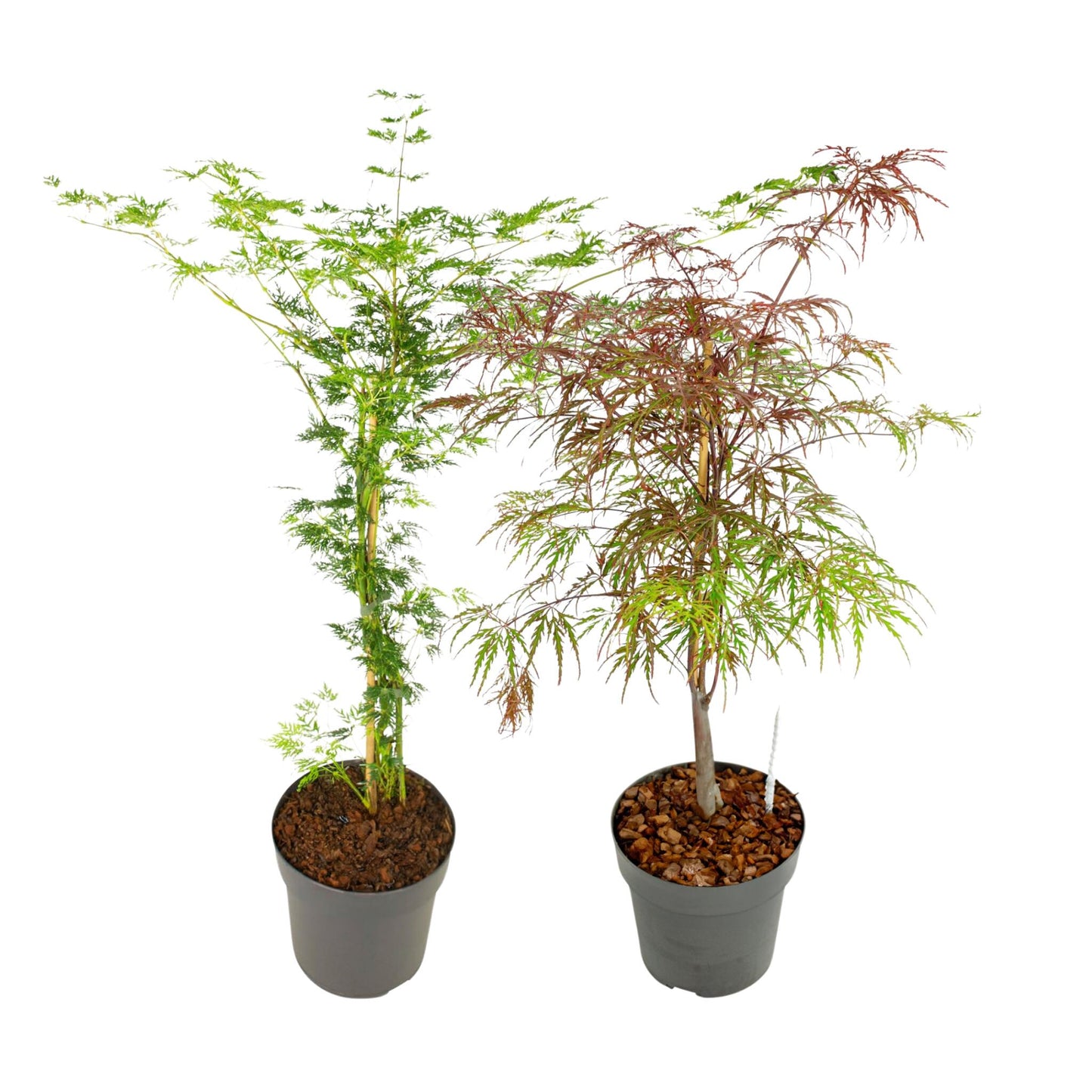 Arce Japonés - 2 Pzs - Acer 'garnet' Acer 'emerald Lace' - A60-70cm - ⌀19cm_0