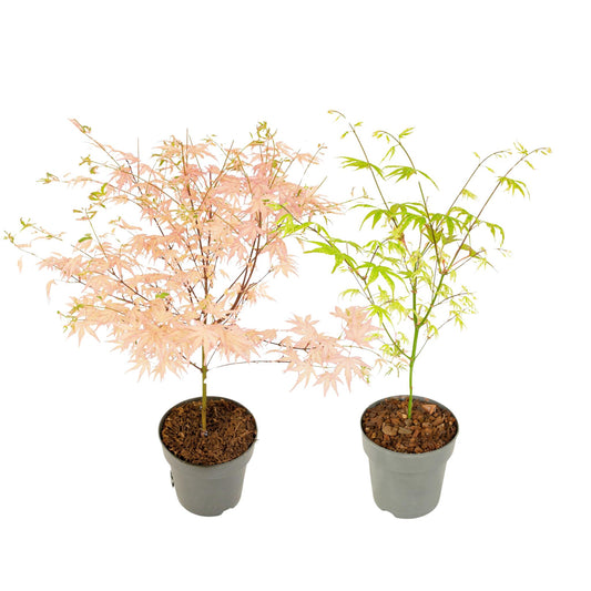 Arce Japonés - 2 Pzs - Acer 'ukigumo' Acer 'taylor' - Altura 35-55cm - ⌀15cm_0