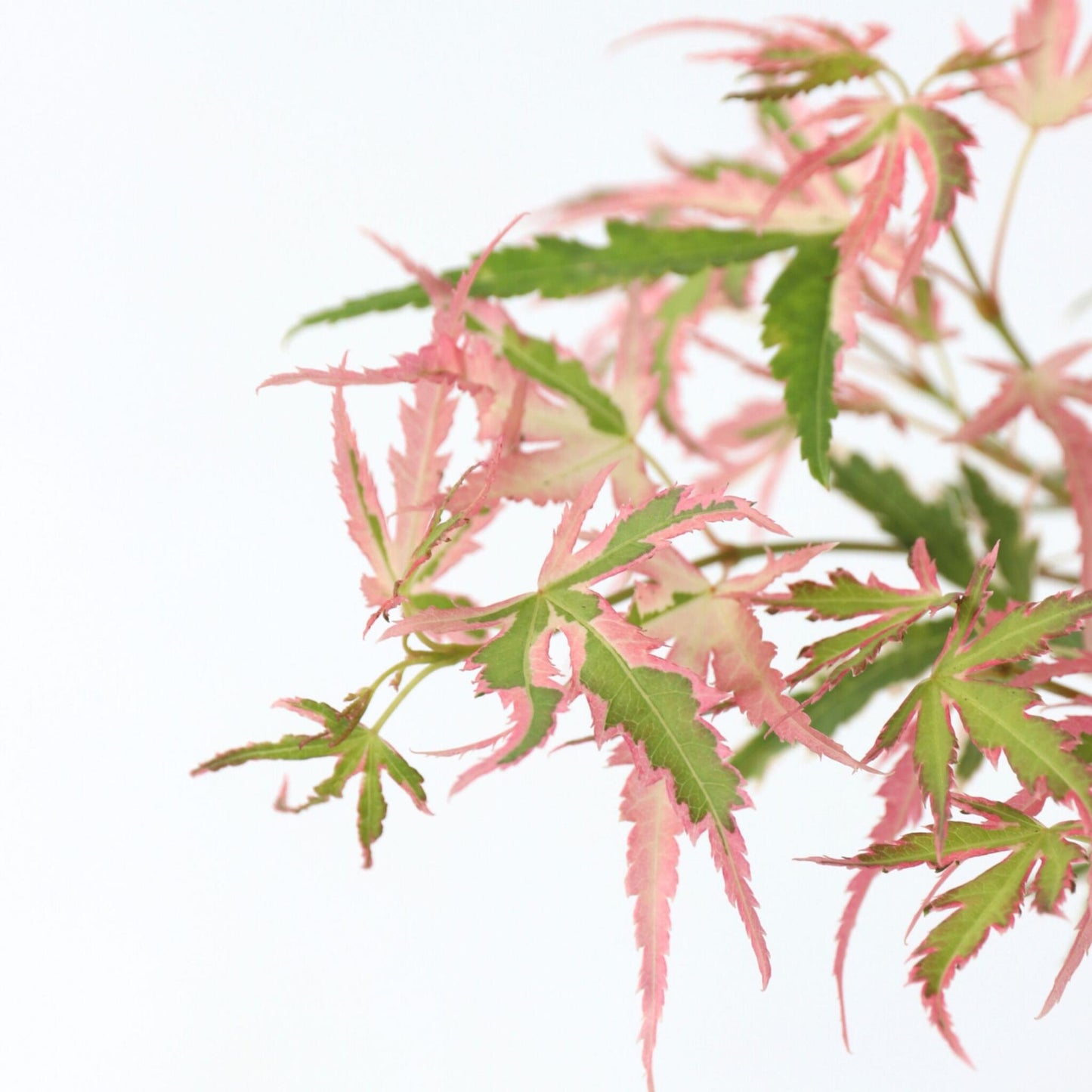 Arce Japonés - 2 Pzs - Acer 'ukigumo' Acer 'taylor' - Altura 35-55cm - ⌀15cm_3