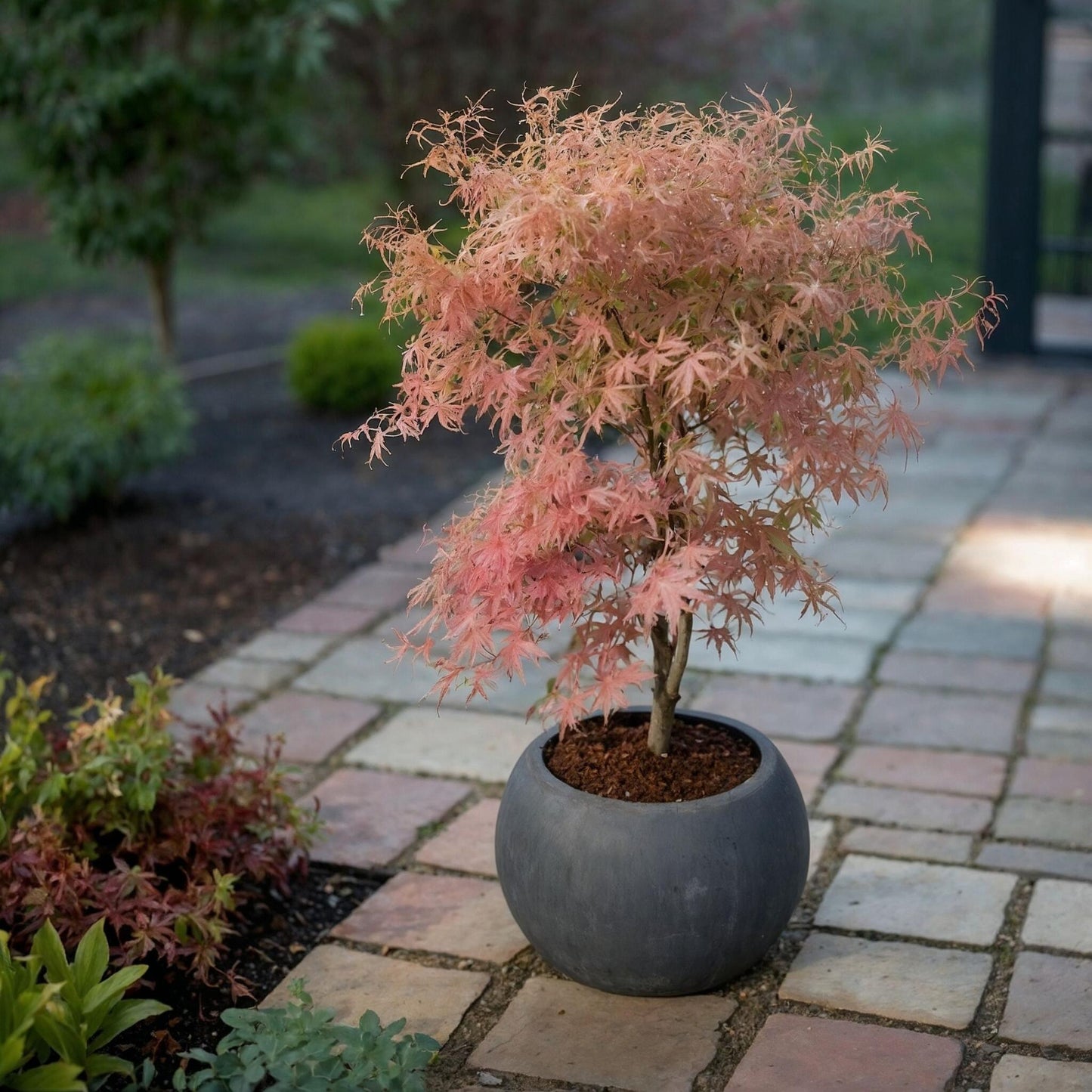 Arce Japonés - 2 Pzs - Acer 'ukigumo' Acer 'taylor' - Altura 35-55cm - ⌀15cm_4