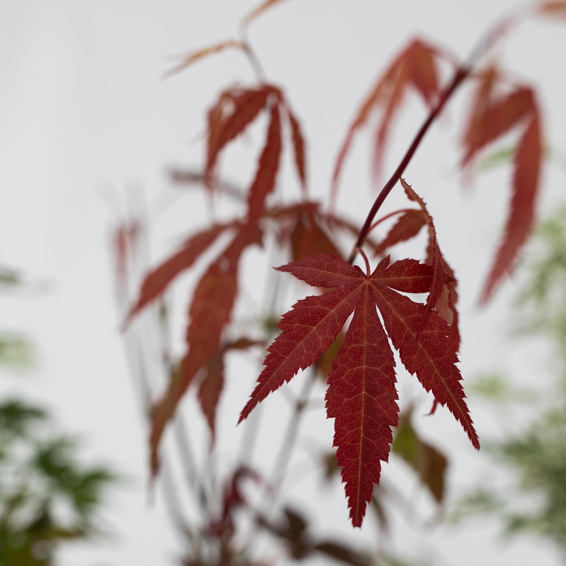 Arce Japonés - 4 Pzs - Acer Palmatum - Altura 25-40cm - ⌀105cm_3