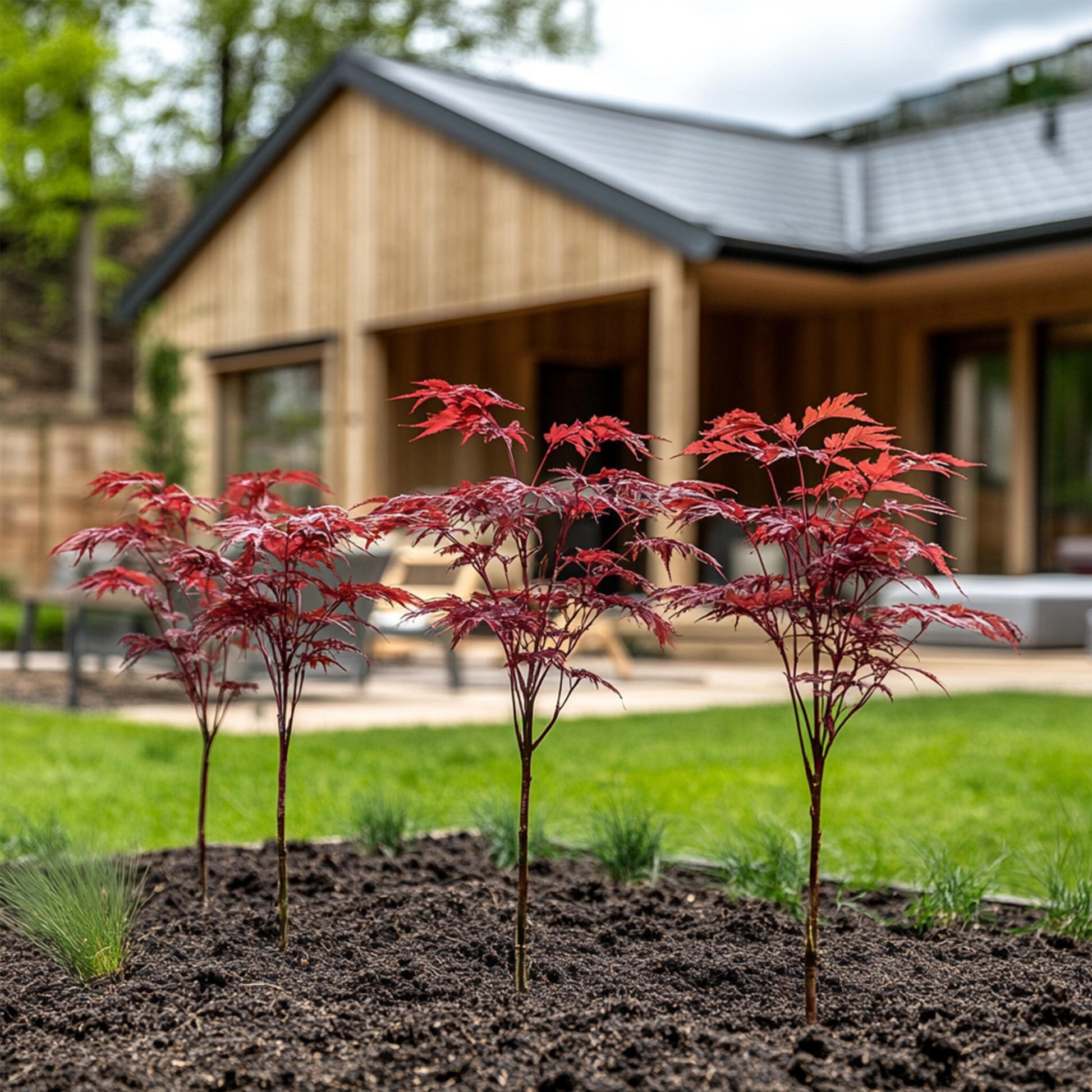 Arce Japonés - 4 Pzs - Acer Palmatum 'atropurpureum' - Altura 25-40cm - ⌀105cm_1