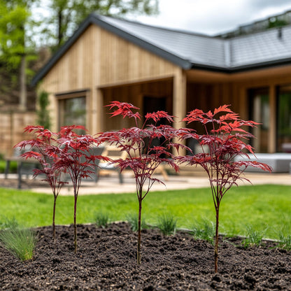 Arce Japonés - 4 Pzs - Acer Palmatum 'atropurpureum' - Altura 25-40cm - ⌀105cm_1