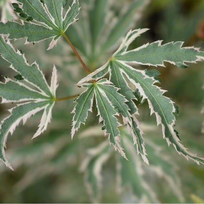 Arce Japonés - 4 Pzs - Acer Palmatum 'butterfly' - Altura 25-40cm - ⌀105cm_3