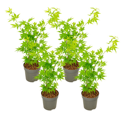 Arce Japonés - 4 Pzs - Acer Palmatum 'going Green' - Altura 25-40cm - ⌀105cm_0