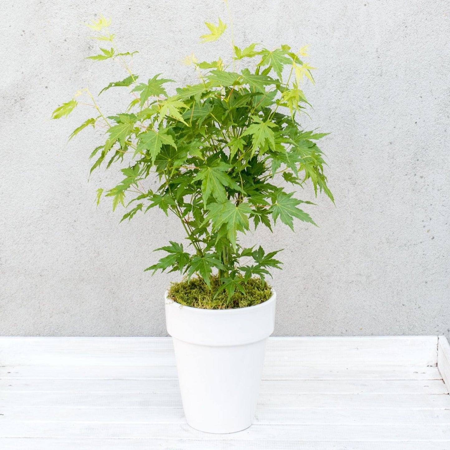 Arce Japonés - 4 Pzs - Acer Palmatum 'going Green' - Altura 25-40cm - ⌀105cm_4