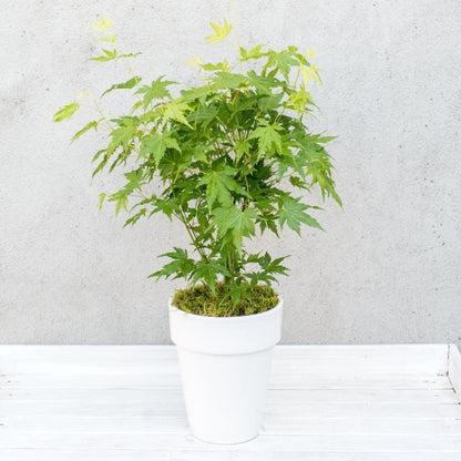 Arce Japonés - 4 Pzs - Acer Palmatum 'going Green' - Altura 25-40cm - ⌀105cm_4