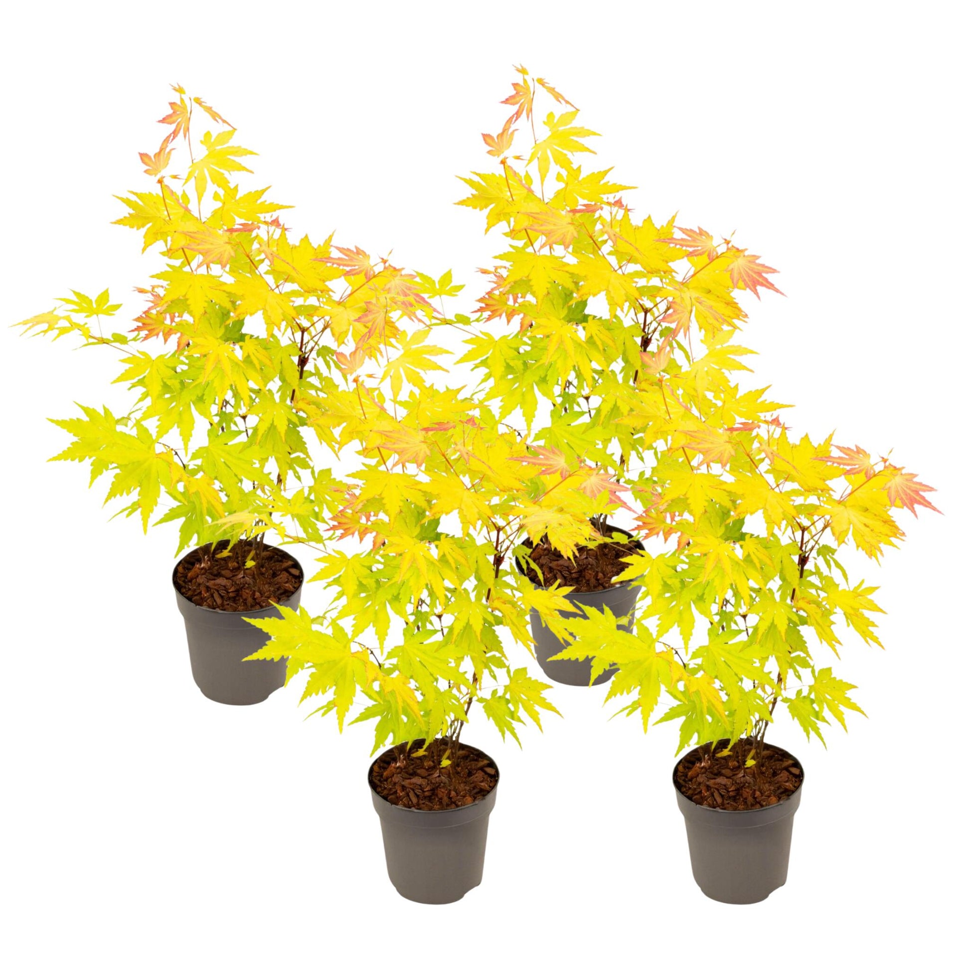 Arce Japonés - 4 Pzs - Acer Palmatum 'orange Dream' - Altura 25-40cm - ⌀105cm_0