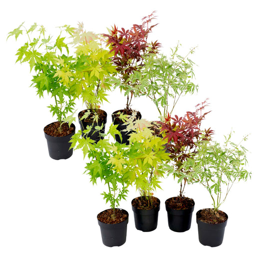 Arce Japonés - 8 Pzs - Acer Palmatum - Altura 25-40cm - ⌀105cm_0