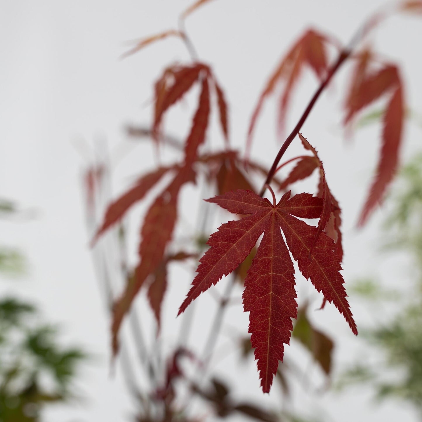 Arce Japonés - 8 Pzs - Acer Palmatum - Altura 25-40cm - ⌀105cm_3